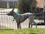 LULU - FORT WORTH